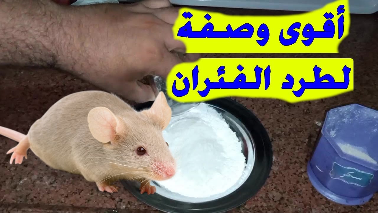  طريقة طرد الفئران من المنزل تماماً ومش هيدخل بيتك