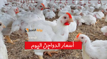 أسعار االدواجن اليوم