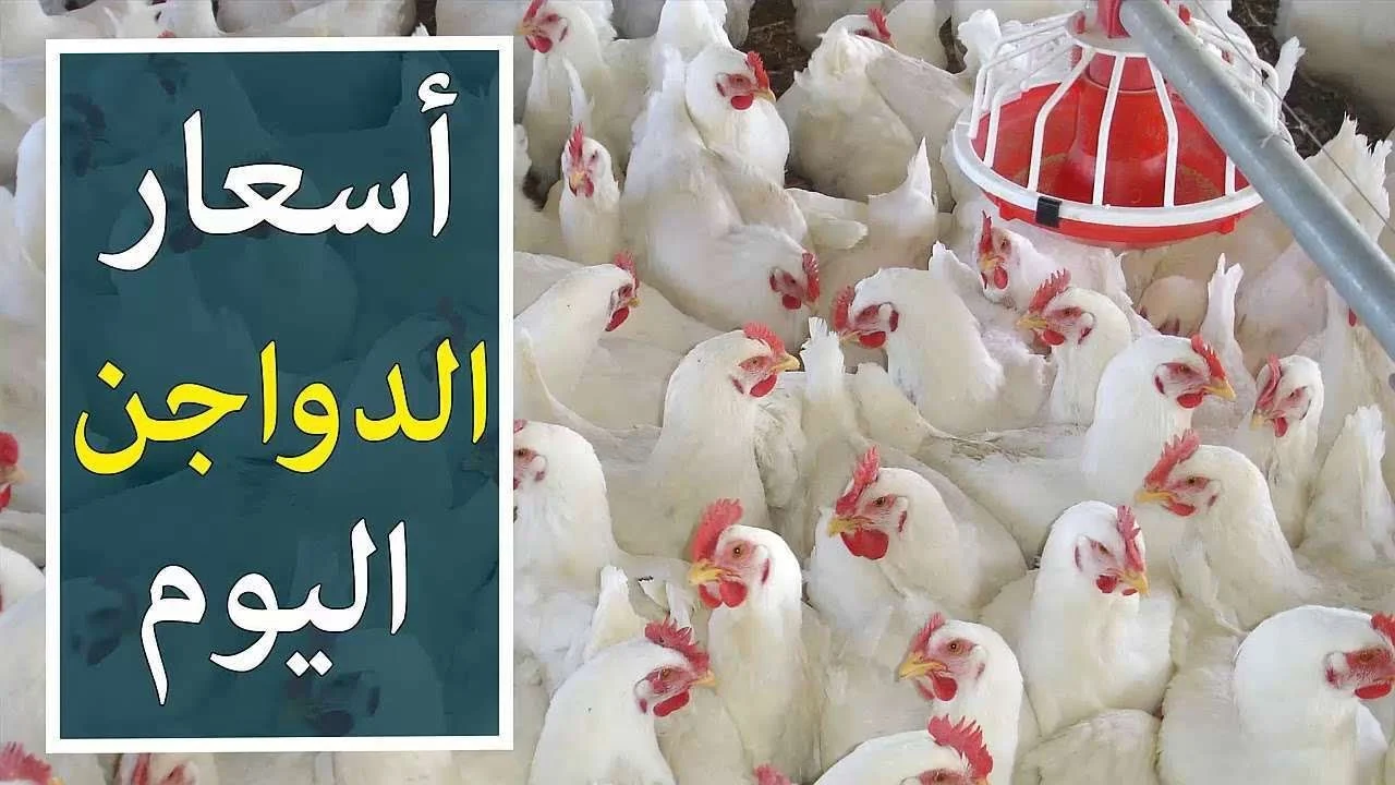 الفراخ طالعة نازلة .. كم سعر الدواجن في مصر اليوم السبت 15/2/2025 بعد آخر التغيرات